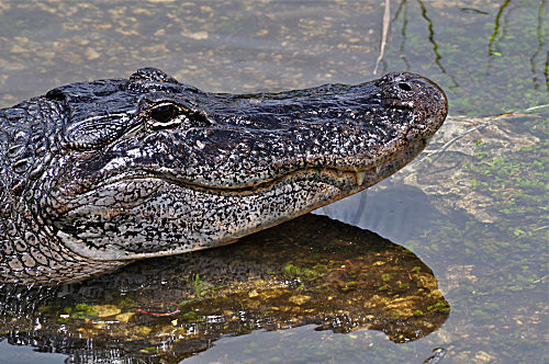 Mississippi-Alligator