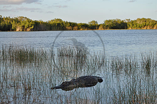 Mississippi-Alligator