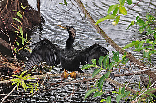Amerikanischer Schlangenhalsvogel