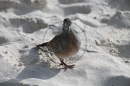 Sperbertaube