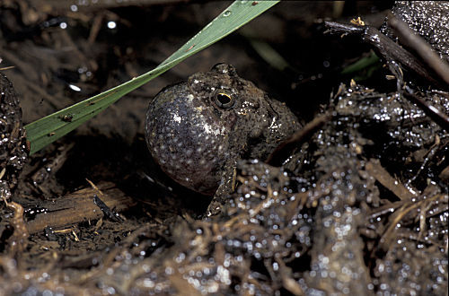 Frosch