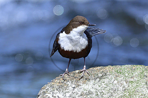 Wasseramsel
