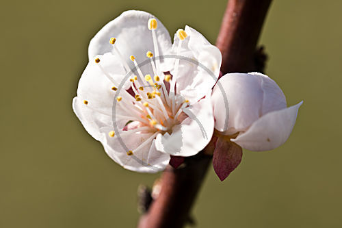 Aprikosenblüte