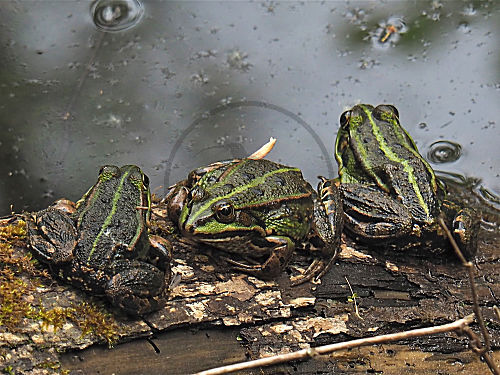 Kleiner Wasserfrosch