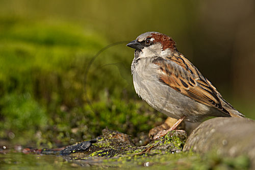 Haussperling