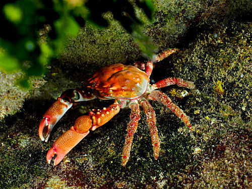 Rote Mithraculus-Krabbe