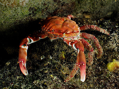 Rote Mithraculus-Krabbe