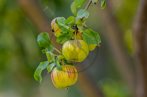 Apfelbaum