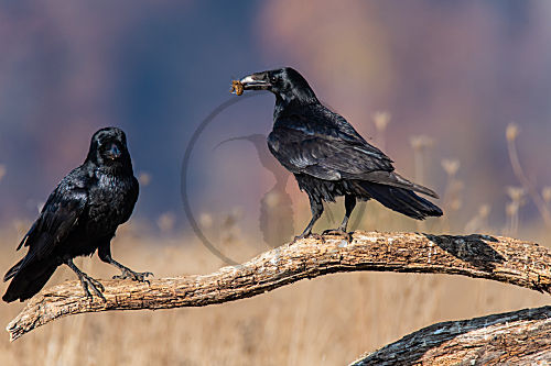 Zwei Kolkraben (Corvus corax) auf einem Ast