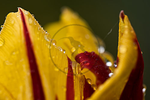 Tulpen macro