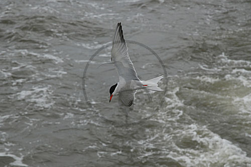 Flussseeschwalbe