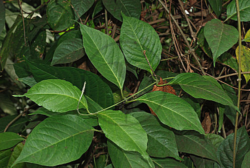 Ayahuasca