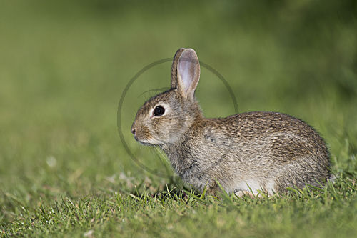 Wildkaninchen