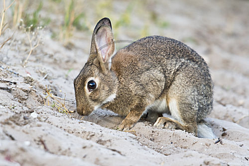 Wildkaninchen