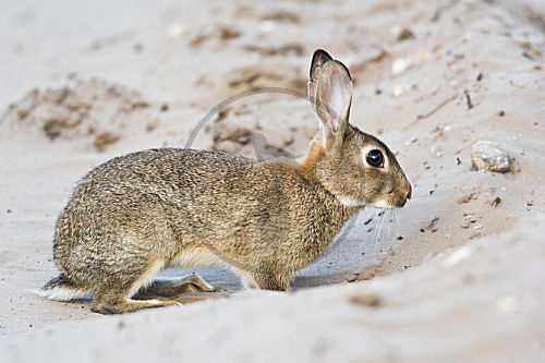Wildkaninchen