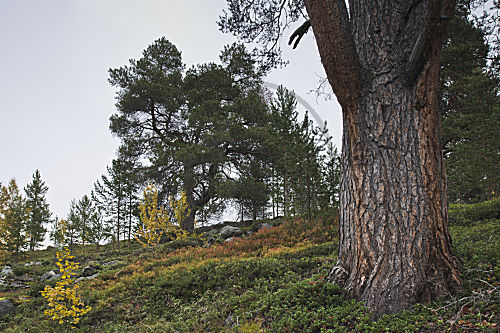 Waldkiefer