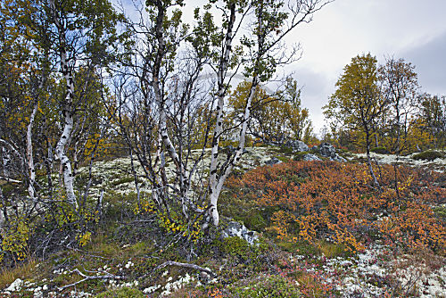 Fjelllandschaft Norwegen