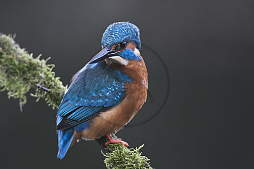 Eisvogel