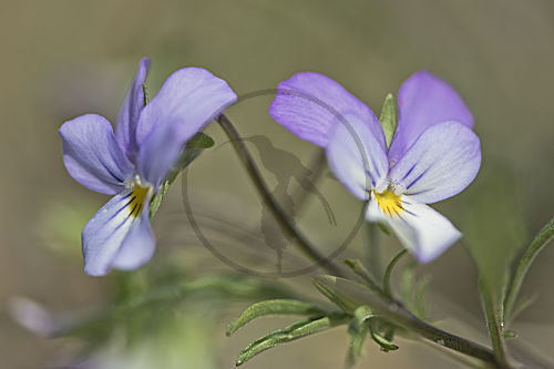 Wildes Stiefmütterchen