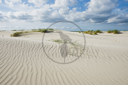 Dünen auf Terschelling