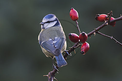 Blaumeise