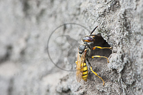 Bienenwolf