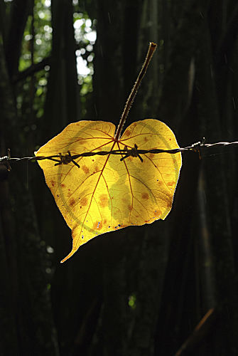 Blatt im Gegenlicht