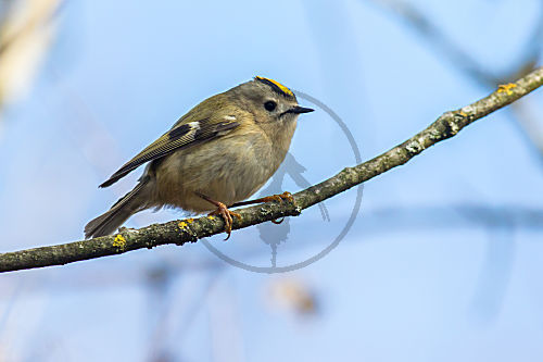 Wintergoldhähnchen