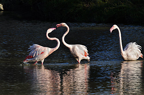 Rosaflamingo