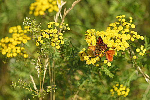 Großer Feuerfalter Weibchen und Männchen