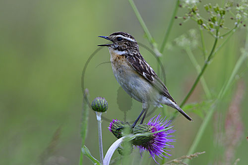 Braunkehlchen