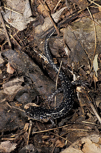 Florida Molch