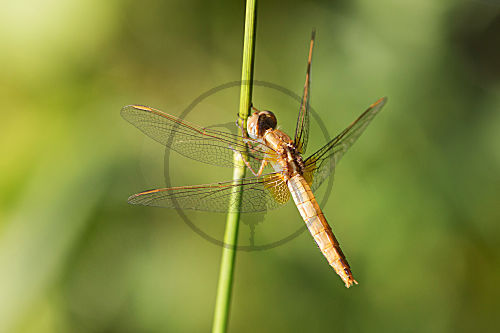 Feuerlibelle Weibchen