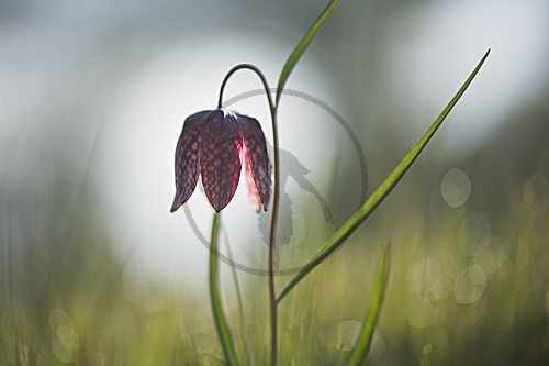 Schachbrettblume