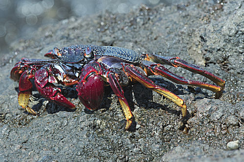 Rote Felsenkrabbe
