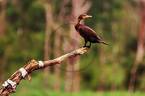 Kormoran