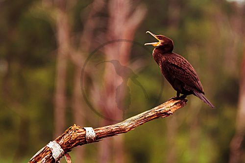 Kormoran