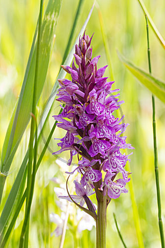 Knabenkraut sp.