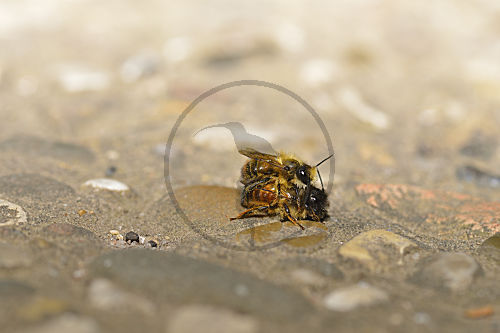 Rote Mauerbienen