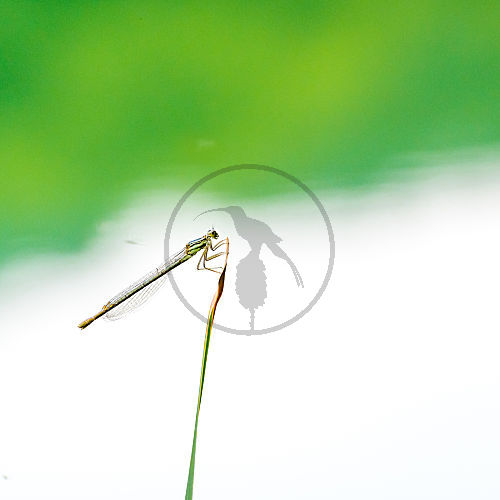 Libelle