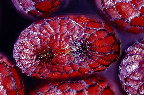 Klatschmohn Samen 100fach