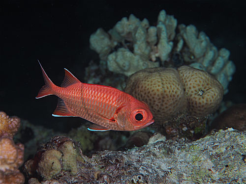 Weißsaum-Soldatenfisch