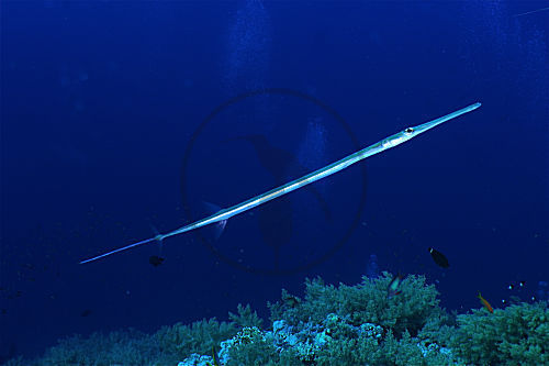 Glatter Flötenfisch