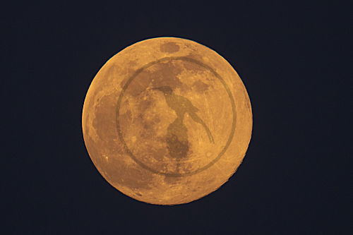 Vollmond