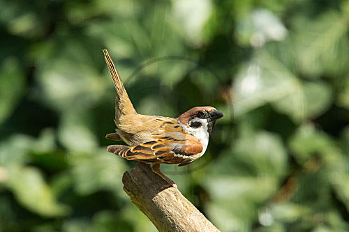 Feldsperling, Feldspatz