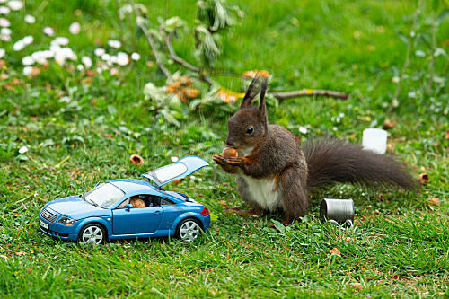 Eichhörnchen