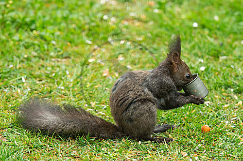 Eichhörnchen