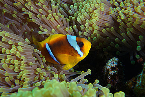 Rotmeer-Anemonenfisch