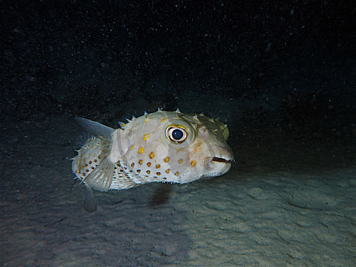 Gelbflecken-Igelfisch