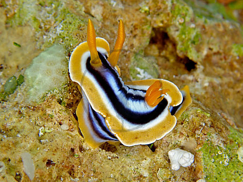 Afrika-Sternschnecke